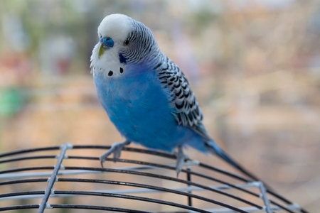 Blue budgies sitting on a cage in the room.の写真素材