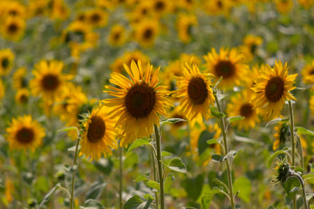 Sunflower grows in the field lit by the sun. Natureの写真素材