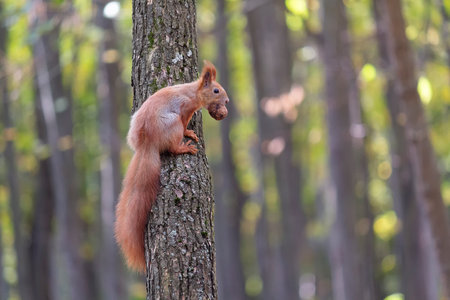 Squirrel with nuts sits on a tree in the forest. Animalの写真素材