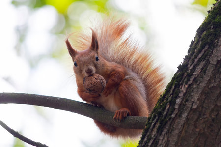 Squirrel with nuts sits on a tree. Animalの写真素材