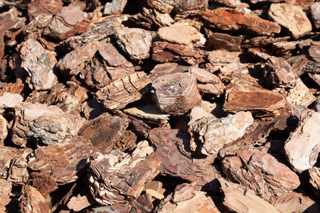 Fragments of pine bark close-up. Backgrounds and texturesの写真素材