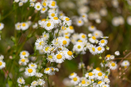 Erigeron annuus flowers are also known as annual fleabane, daisy fleabane or eastern daisy fleabane. Natureの写真素材