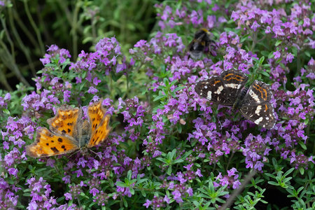 Butterflies pollinates flowers on a sunny day. Insectsの写真素材