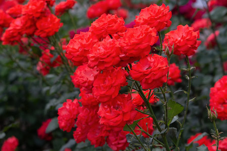 Beautiful red roses blooming in summer garden. Flowersの写真素材