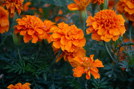 Orange marigolds with rain drops. Flowersの写真素材