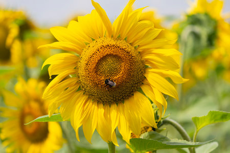 Bee on a sunflower in the middle of a field of sunflowers. Natureの写真素材
