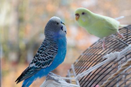 Two budgerigar sitting on a cage in a room.の写真素材