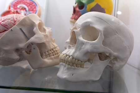 Educational resource close-up skull human skeleton for medical education and trainingの写真素材