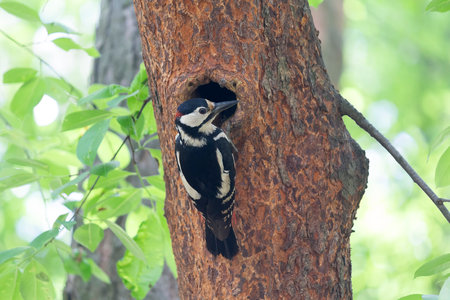 Woodpecker feeds chicks sitting near the hollow. Birdsの写真素材