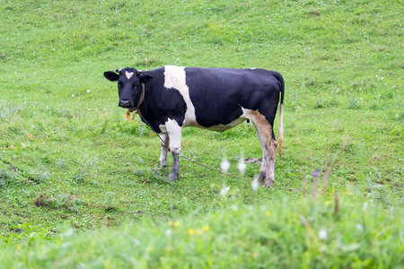 Cow grazing on a spring meadow. Animalの写真素材