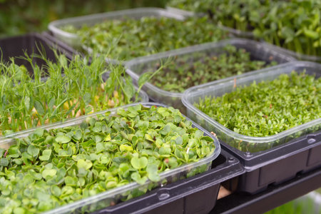 Young sprouts in tray close-up. Natureの写真素材