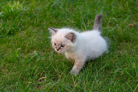 The kitten plays in the grass in the summer.の写真素材