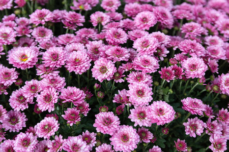 Purple chrysanthemums in a garden. Flowers