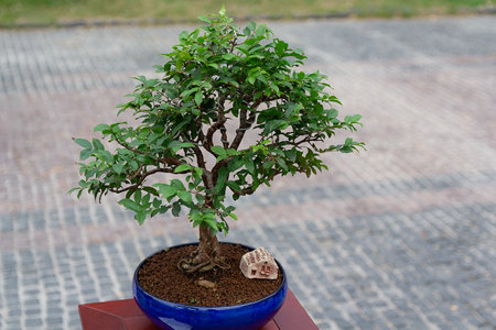 Small bonsai tree outdoor. Japanese cultureの写真素材