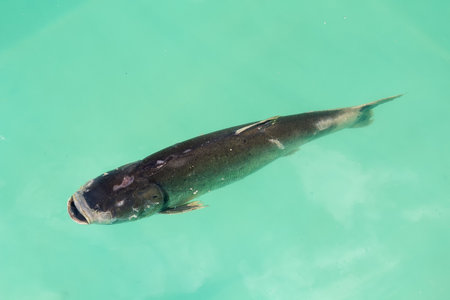 Carp swims in a pool on a fish farm. Fishの写真素材