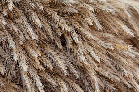Golden ears of wheat close-up. Natural backgroundsの写真素材