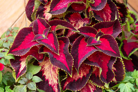 Green and red coleus solenostemon hybrida leaves in a garden. Natureの写真素材