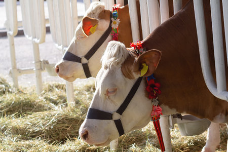 Purebred cows Fleckvieh in a stable on the farm. Agricultureの写真素材