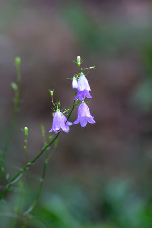 Blue flowers bells on a forest glade. Natureの写真素材