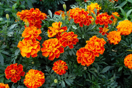 Orange marigold flowers on the lawn. Flowersの写真素材