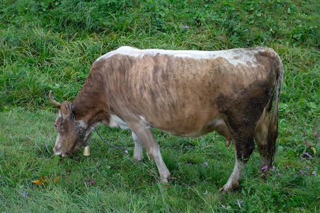 A cow grazing in a green meadow. Agricultureの写真素材