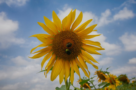 Sunflower against the backdrop of the blue sky. Natureの写真素材