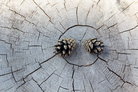Two pine cones lie on the surface of the old stump. Natureの写真素材