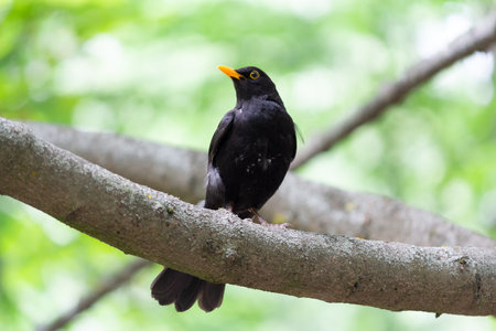 Blackbird sitting on a branch in the woods. Birdsの写真素材