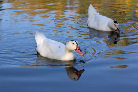 Two white ducks floating in a pond. Birdsの写真素材