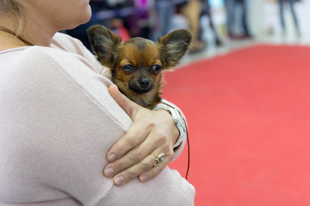 Little Chihuahua in the hands of the hostess at the dog show. Petsの写真素材