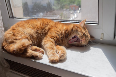 Red cat resting on the windowsill. Petsの写真素材