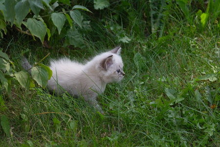 The Ragdoll kitten plays the grass in the summer. Petsの写真素材