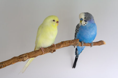 Two budgerigars sits on a branch. Birds