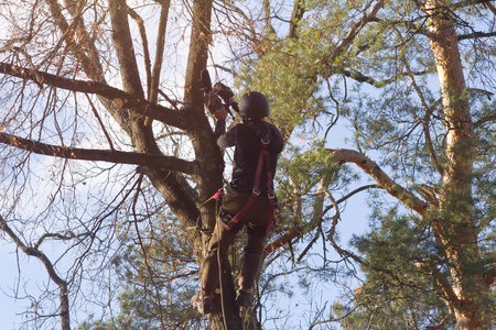 A man saws branches at a height climbing a tree. Industryの写真素材