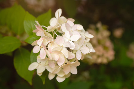 White and cream-colored hydrangea paniculata Limelight in the garden close-up. Flowersの写真素材