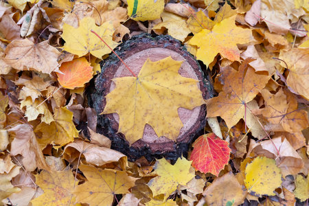 Beautiful fallen autumn leaf on a tree trunk. Natureの写真素材
