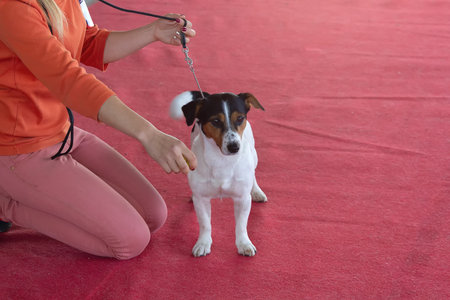 Purebred Jack Russell Terriers at a dog show.