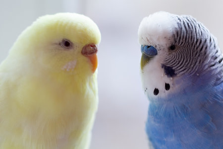 Blue and yellow budgie and bird close-up. Birdの写真素材