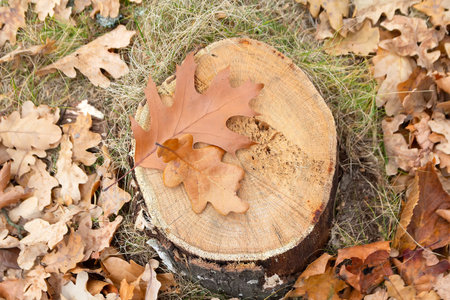 Autumn leaves swirl around a stump in a vibrant display of fall colors. Nature