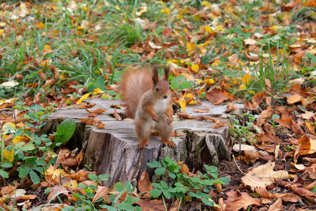 A squirrel in an autumn park. Animalの写真素材