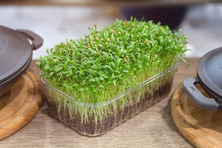 Fresh microgreens in plastic container on wood table. kitchen background