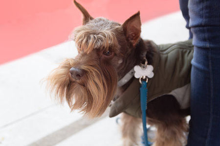 Miniature Schnauzer. Dog