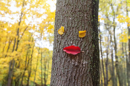 Funny character from the leaves on the trunk of a tree in an autumn park. Natureの写真素材