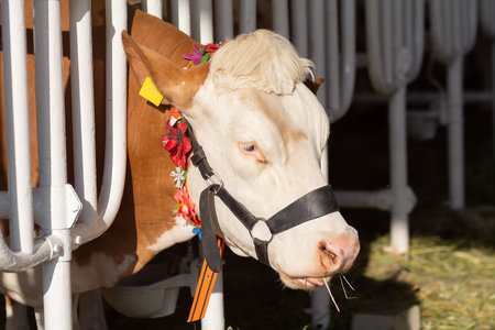 Purebred cows Fleckvieh in a stable on the farm. Agricultureの写真素材