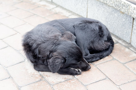 Abandoned homeless dog sleeping on the street.の写真素材