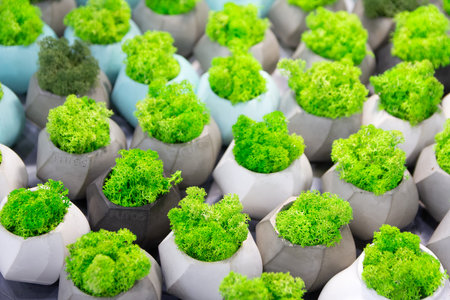 Cute green moss in multi-colored concrete pots. Natureの写真素材