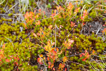 Carpathians lingonberry bushes close-up. Nature