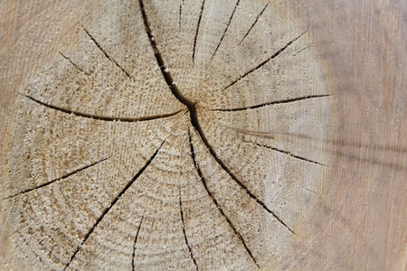 Old wooden surface with knots and cracks. Backgrounds and texturesの写真素材