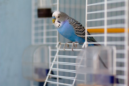 Blue budgerigar sits at the exit of the cage.