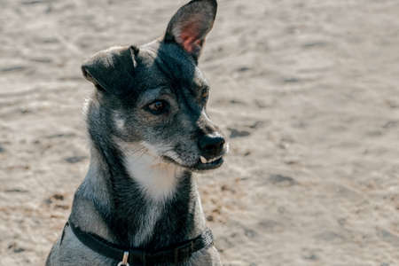 Old Dog on white background. funny old dogの写真素材